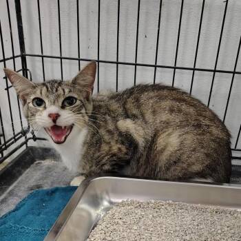 Ophelia -  Domestic Short Hair Cat for Adoption in Coos Bay, Oregon - Ophelia | PetCurious