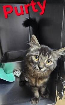 Purty -  Domestic Long Hair Cat for Adoption in Sullivan, Indiana - Purty | PetCurious
