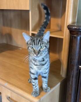 Drizzle -  Domestic Short Hair Cat Available for Adoption in River Ridge, Louisiana - Drizzle | PetCurious