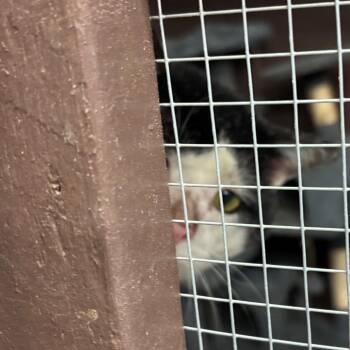 Panda Bear -  Domestic Short Hair Cat for Adoption in Fairmont, West Virginia - Panda Bear | PetCurious