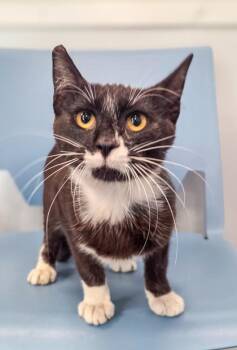 Fellow Traveler -  Domestic Short Hair Cat for Adoption in Fresno, California - Fellow Traveler | PetCurious