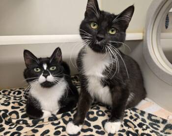 Buttons and Q-tip -  Domestic Short Hair Cat for Adoption in Bellingham, Washington - Buttons And Q-tip | PetCurious
