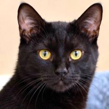 BJORN - BOBTAIL BOMBAY (DOG IN A CAT SUIT) -  Bombay Cat for Adoption in Oakwood, Georgia - BJORN - BOBTAIL BOMBAY (DOG IN A CAT SUIT) | PetCurious
