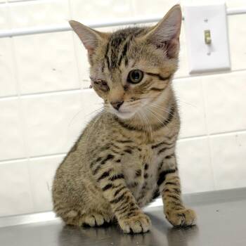 Rodney -  Domestic Short Hair Cat for Adoption in Warrensburg, Missouri - Rodney | PetCurious