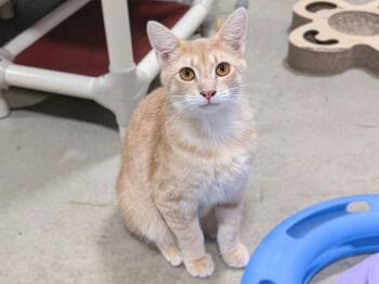 Tabby Cats Available for Adoption - Linguini | PetCurious