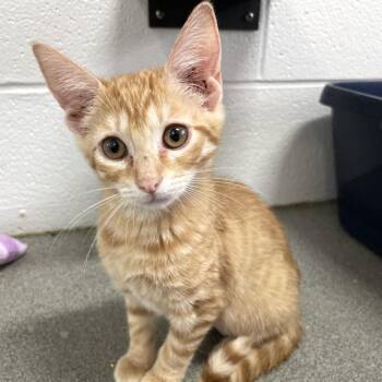 Pollen Basket -  Domestic Short Hair Cat for Adoption in Carencro, Louisiana - Pollen Basket | PetCurious