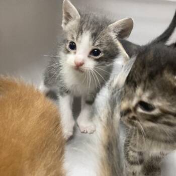 San Francisco -  Domestic Short Hair Cat for Adoption in Galveston, Texas - San Francisco | PetCurious
