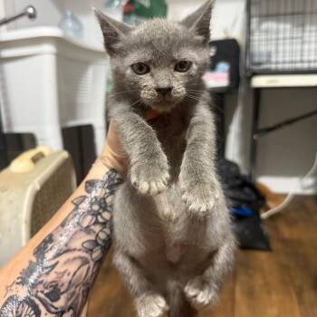 Blossom 062604A -  Domestic Short Hair Cat for Adoption in New York, New York - Blossom 062604A | PetCurious