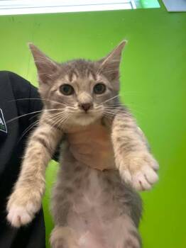 Eskimo -  Domestic Short Hair Cat for Adoption in Delson, Quebec - Eskimo | PetCurious