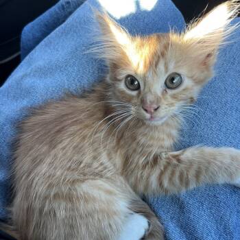 Rescue Domestic Long Hair Cats for Adoption in Long Beach, California - Pickles | PetCurious