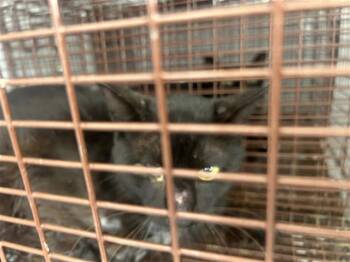 A656899 -  Domestic Short Hair Cat for Adoption in Houston, Texas - A656899 | PetCurious