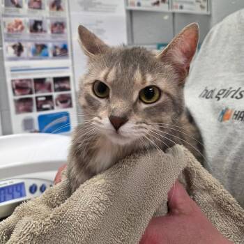 Domestic Short Hair Cats Available for Adoption in West Olive, Michigan - Jello | PetCurious