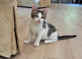 Taffy -  Domestic Short Hair Cat for Adoption in Roxbury Township, New Jersey - Taffy | PetCurious