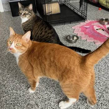 Domestic Short Hair Cats Available for Adoption in Blaine, Minnesota - Leo And Simba | PetCurious