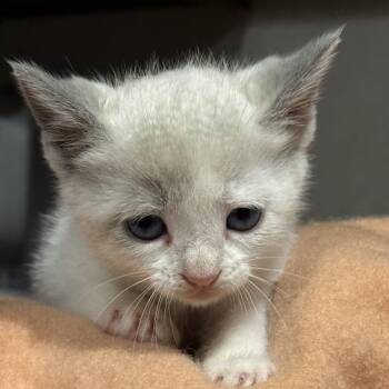 Domestic Medium Hair Cats Available for Adoption in San Saba, Texas - Twinkle | PetCurious