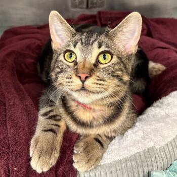 Rescue Domestic Short Hair Cats for Adoption in San Jacinto, California - Chuckie | PetCurious