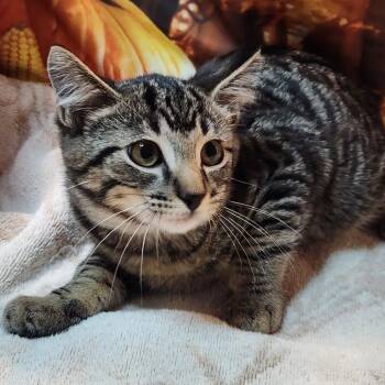 Rescue Domestic Short Hair Cats for Adoption in Brighton, Missouri - Yeti | PetCurious