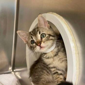 Hot Tub -  Domestic Short Hair Cat for Adoption in Walnut Creek, California - Hot Tub | PetCurious
