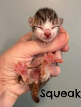 Domestic Short Hair Cats Available for Adoption in Rutherfordton, North Carolina - Squeak | PetCurious