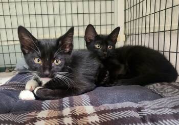 Rescue Domestic Short Hair Cats for Adoption in Kirkland, Washington - Dusk, Felicity, Haven & Heart | PetCurious