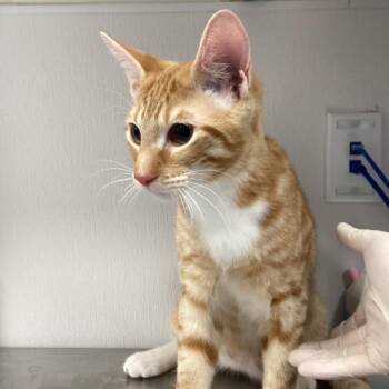 Queso -  Domestic Short Hair Cat for Adoption in Tampa, Florida - Queso | PetCurious