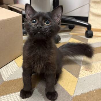 Brandy -  Domestic Long Hair Cat for Adoption in Norwalk, Connecticut - Brandy | PetCurious