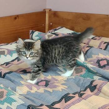 Maggie -  Domestic Medium Hair Cat for Adoption in Cheyenne, Wyoming - Maggie | PetCurious