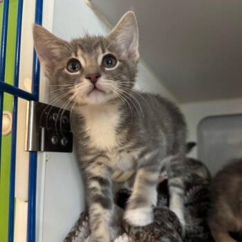 Leiff -  Domestic Short Hair Cat for Adoption in Buellton, California - Leiff | PetCurious