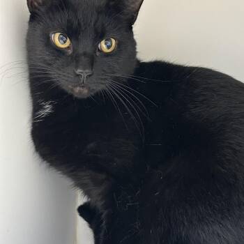 Glen (ID 52480) -  Domestic Short Hair Cat for Adoption in Manassas, Virginia - Glen (ID 52480) | PetCurious