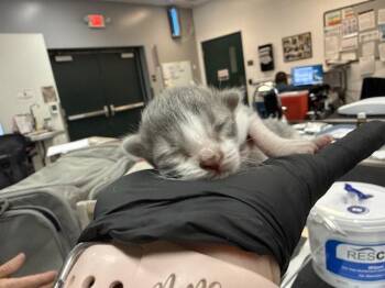 A1926383 -  Domestic Short Hair Cat for Adoption in Thousand Palms, California - A1926383 | PetCurious