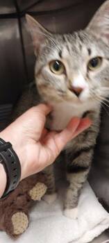 Squid -  Domestic Short Hair Cat for Adoption in Mocksville, North Carolina - Squid | PetCurious
