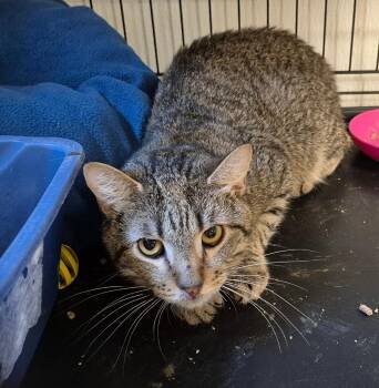 Kitty (aka Scott) -  Domestic Short Hair Cat for Adoption in Pittsboro, North Carolina - Kitty (aka Scott) | PetCurious