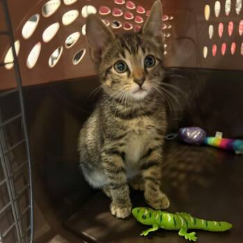 Gopher -  Domestic Short Hair Cat for Adoption in Charlottesville, Virginia - Gopher | PetCurious