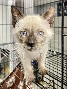 Siamese Cats Available for Adoption in Plano, Texas - Gemini | PetCurious