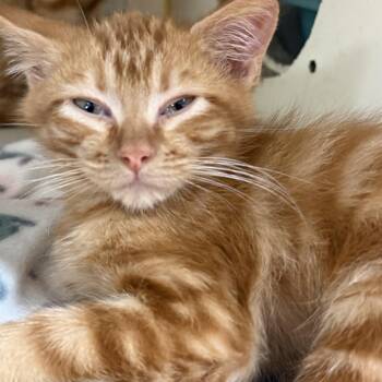 Garfield -  Domestic Medium Hair Cat for Adoption in Ponca City, Oklahoma - Garfield | PetCurious