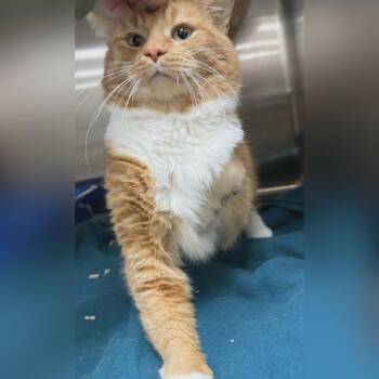 Domestic Short Hair Cats Available for Adoption in Toledo, Ohio - Bender | PetCurious