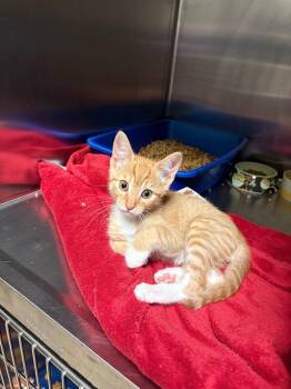 Domestic Short Hair Cats Available for Adoption in Ocala, Florida - Valvoline | PetCurious