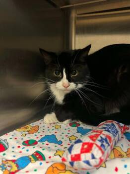 Ocean -  Domestic Short Hair Cat Available for Adoption in Grand Forks, North Dakota - Ocean | PetCurious