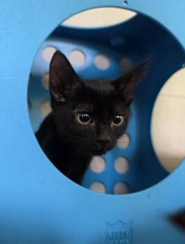 Geno -  Domestic Medium Hair and Domestic Short Hair Cat for Adoption in Honolulu, Hawaii - Geno | PetCurious
