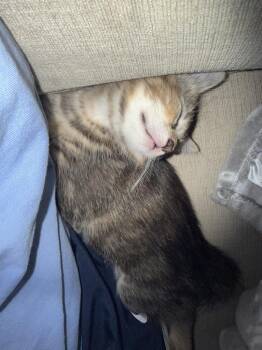 Juniper CC 3 -  Domestic Short Hair and Tabby Cat for Adoption in Dallas, Texas - Juniper CC 3 | PetCurious