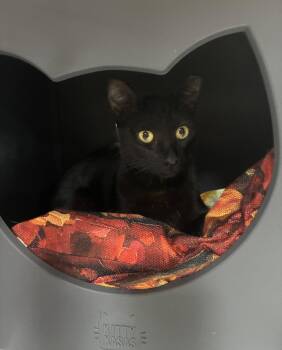 Delta -  Domestic Short Hair Cat Available for Adoption in West Palm Beach, Florida - Delta | PetCurious