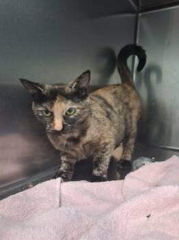 Sunna -  Tortoiseshell Cat for Adoption in Berryville, Virginia - Sunna | PetCurious