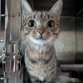 Orchard -  Tabby Cat for Adoption in Montclair, New Jersey - Orchard | PetCurious