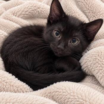 Daphne Hildreth -  Domestic Short Hair Cat for Adoption in Morrison, Colorado - Daphne Hildreth | PetCurious
