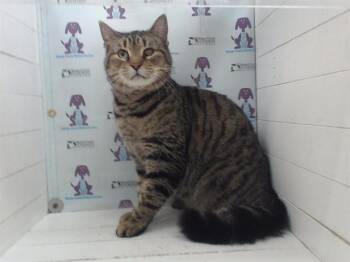 Domestic Short Hair Cats Available for Adoption - MILES | PetCurious