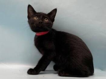 Starlight -  Domestic Short Hair Cat for Adoption in Minneapolis, Minnesota - Starlight | PetCurious