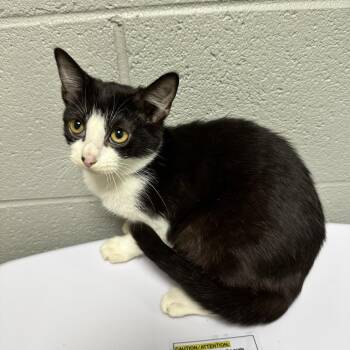 Domestic Short Hair Cats Available for Adoption in Galax, Virginia - Azalea | PetCurious