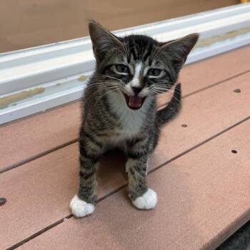 Domestic Short Hair Cats Available for Adoption in Fresno, California - Goopy | PetCurious