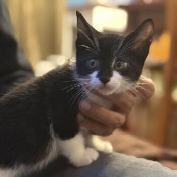 Domestic Short Hair Cats Available for Adoption in Long Beach, California - Happy (And Y