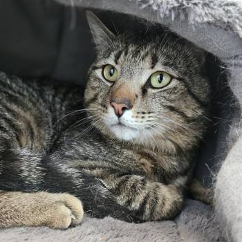 Doodle -  Domestic Short Hair Cat for Adoption in Lakewood, Colorado - Doodle | PetCurious